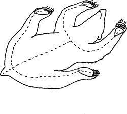 Flat incision method diagram showing animal skinning process with incision patterns