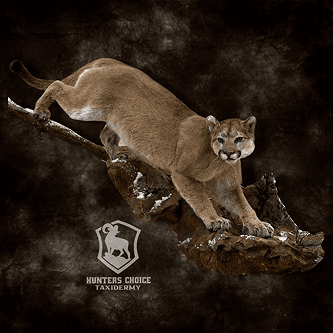 Mountain lion in crouching position