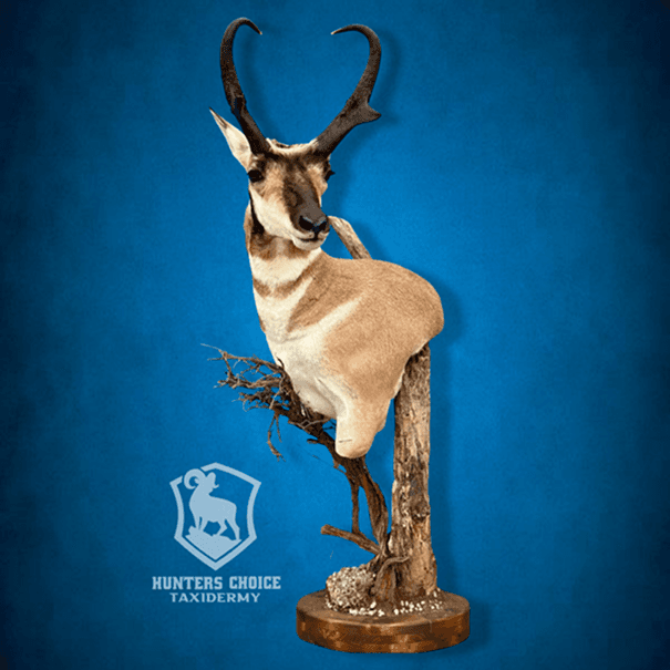 Antelope mount on wooden base