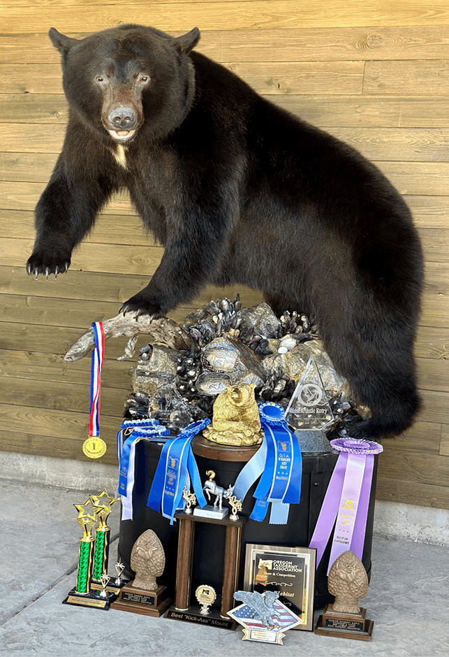 Award-winning black bear mount with competition ribbons