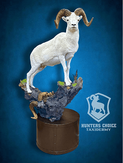 Dall sheep with curved horns